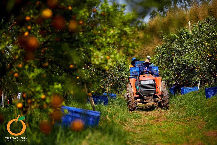 5 สวนส้มเชียงใหม่ แลนด์มาร์คใหม่ ถ่ายรูปสวย
