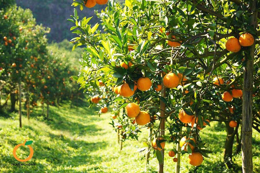 5 สวนส้มเชียงใหม่ แลนด์มาร์คใหม่ ถ่ายรูปสวย