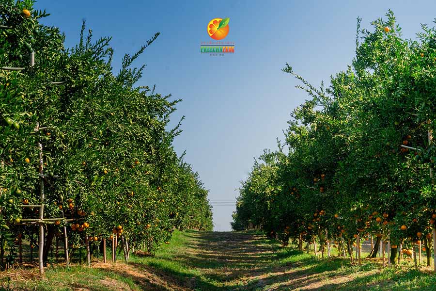 5 สวนส้มเชียงใหม่ แลนด์มาร์คใหม่ ถ่ายรูปสวย