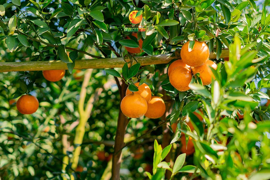 5 สวนส้มเชียงใหม่ แลนด์มาร์คใหม่ ถ่ายรูปสวย