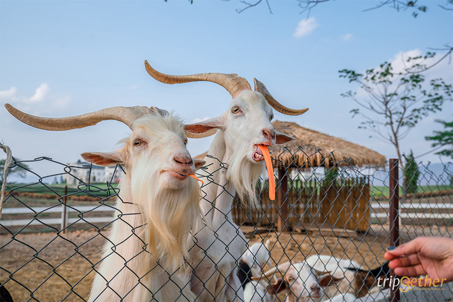 สวนสัตว์