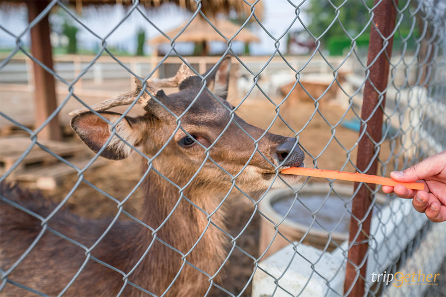 สวนสัตว์