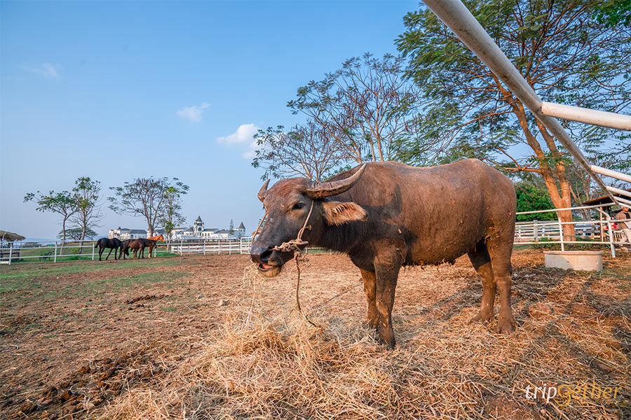 สวนสัตว์