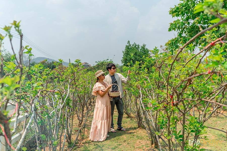 12 ที่พักปากช่อง-เขาใหญ่-วังน้ำเขียวบรรยากาศดี นอนชิลล์ใกล้ชิดธรรมชาติ!