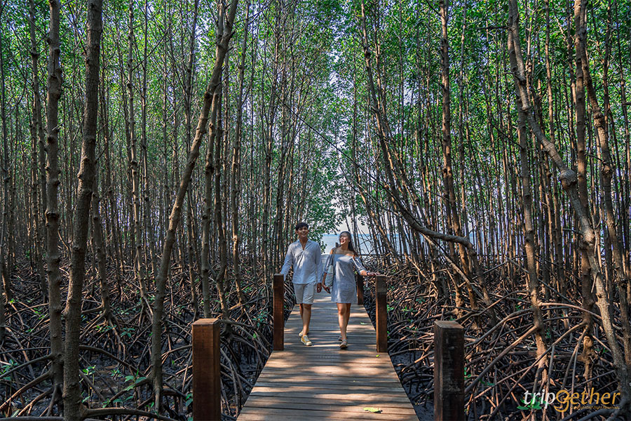 ป่าชายเลน