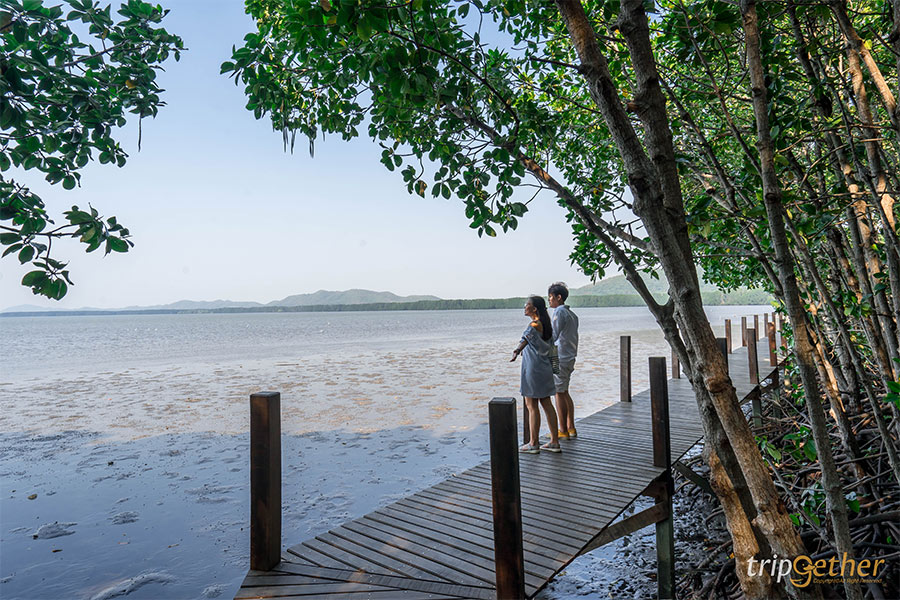 ป่าชายเลน