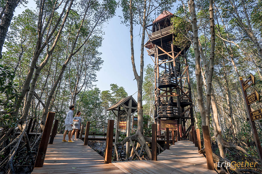 ป่าชายเลน