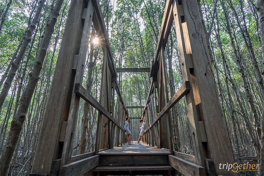 ป่าชายเลน