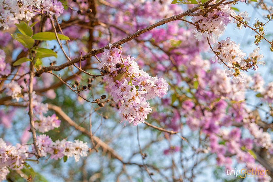 อ่างเก็บน้ำบางพระ
