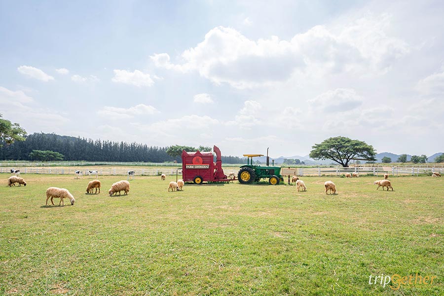 12 จุดเช็คอิน เขาใหญ่-วังน้ำเขียว ชวนกันไปชิลล์ กินเที่ยวกันได้ทั้งปี