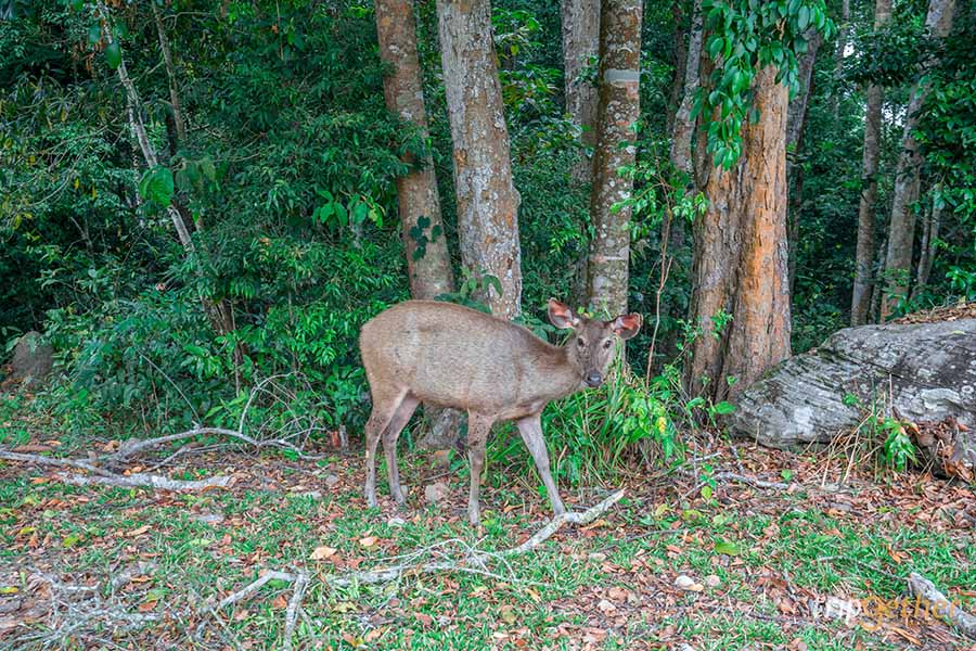 12 จุดเช็คอิน เขาใหญ่-วังน้ำเขียว ชวนกันไปชิลล์ กินเที่ยวกันได้ทั้งปี