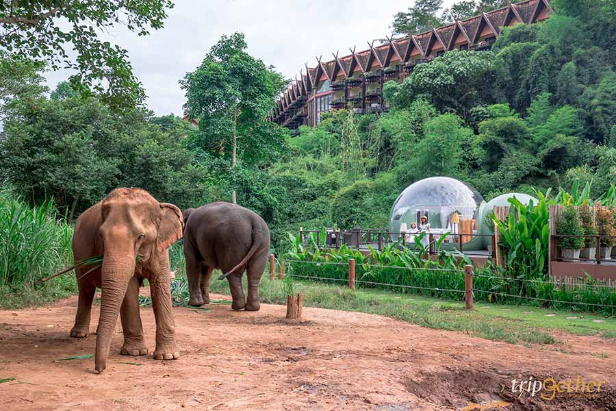 5 จุดเช็คอินดูช้างทั่วไทย เที่ยวชิลล์ พร้อมสัมผัสช้างน่ารัก