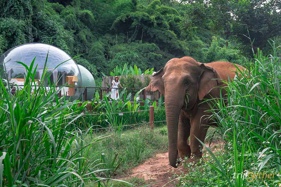 5 จุดเช็คอินดูช้างทั่วไทย เที่ยวชิลล์ พร้อมสัมผัสช้างน่ารัก