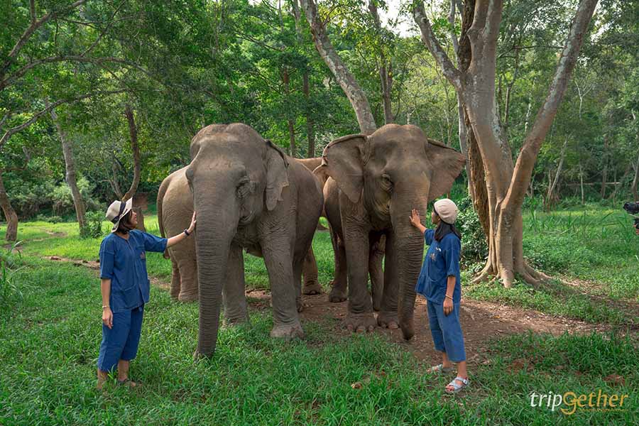 5 จุดเช็คอินดูช้างทั่วไทย เที่ยวชิลล์ พร้อมสัมผัสช้างน่ารัก