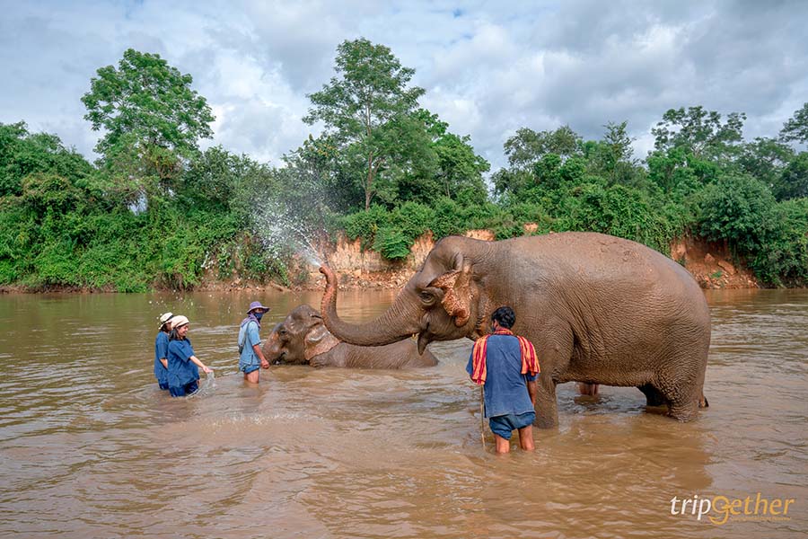 5 จุดเช็คอินดูช้างทั่วไทย เที่ยวชิลล์ พร้อมสัมผัสช้างน่ารัก