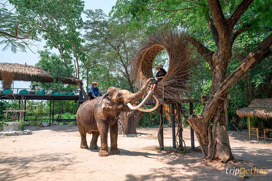 5 จุดเช็คอินดูช้างทั่วไทย เที่ยวชิลล์ พร้อมสัมผัสช้างน่ารัก