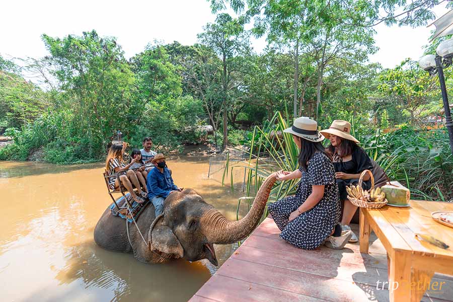 5 จุดเช็คอินดูช้างทั่วไทย เที่ยวชิลล์ พร้อมสัมผัสช้างน่ารัก