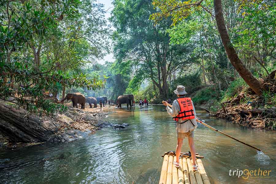 5 จุดเช็คอินดูช้างทั่วไทย เที่ยวชิลล์ พร้อมสัมผัสช้างน่ารัก