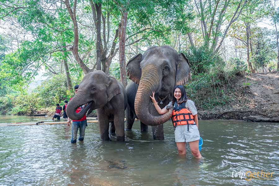 5 จุดเช็คอินดูช้างทั่วไทย เที่ยวชิลล์ พร้อมสัมผัสช้างน่ารัก