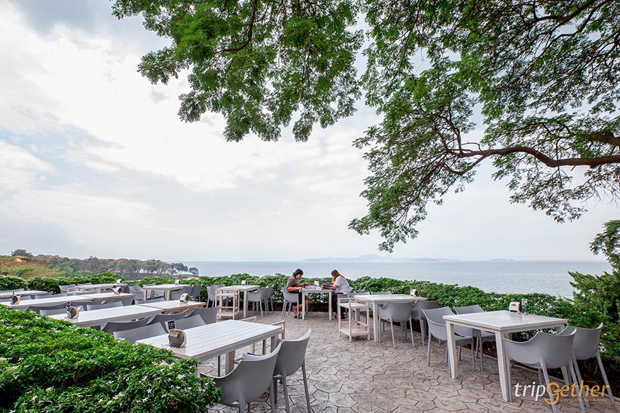 5 คาเฟ่พาน้องหมาน้องแมวไปเช็คอิน เอาใจคนรักสัตว์