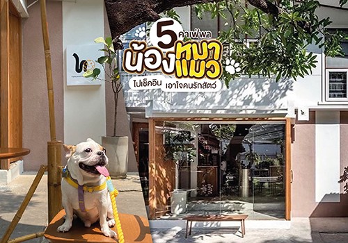 5 คาเฟ่พาน้องหมาน้องแมวไปเช็คอิน เอาใจคนรักสัตว์