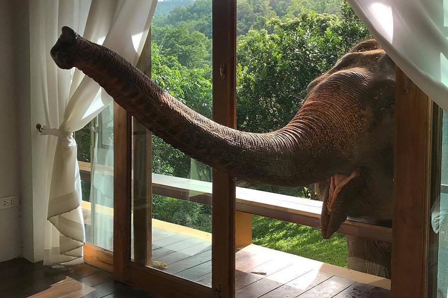 5 จุดเช็คอินดูช้างทั่วไทย เที่ยวชิลล์ พร้อมสัมผัสช้างน่ารัก