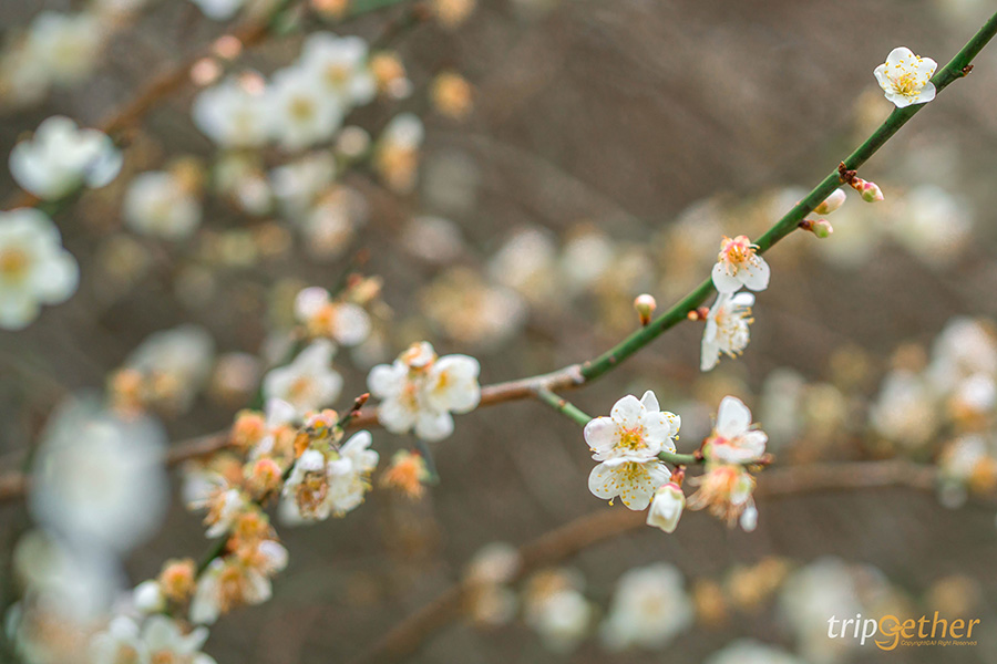 6 จุดเช็คอินลำปาง บรรยากาศฟิน น่าชวนเพื่อนมาสโลว์ไลฟ์
