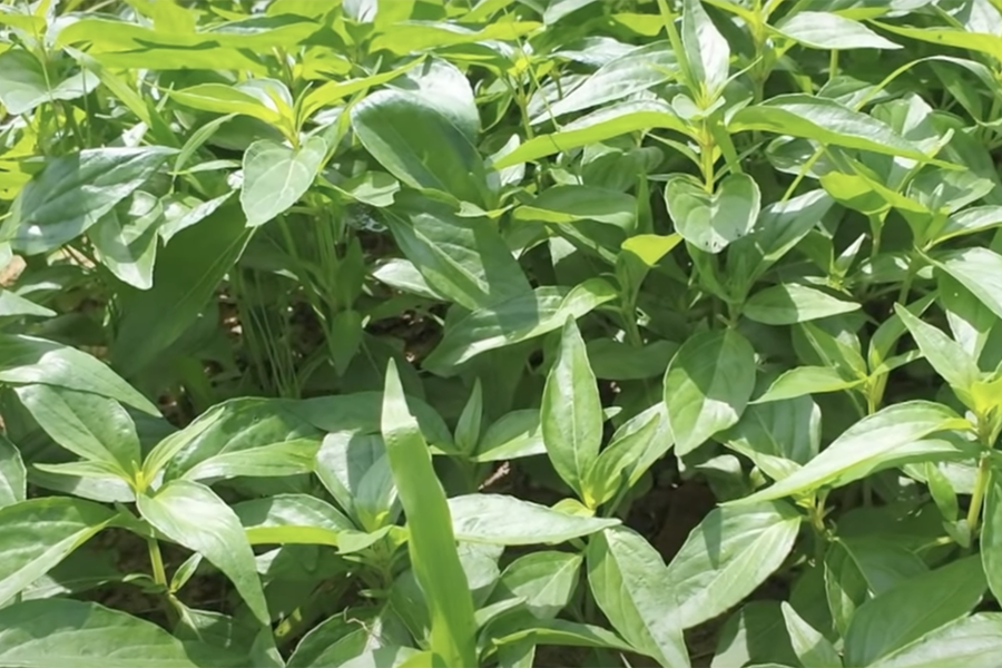 วิธีใช้ฟ้าทะลายโจรแบบไม่ใช่แคปซูล ปลูกเองได้ สร้างภูมิคุ้มกันให้ร่างกาย