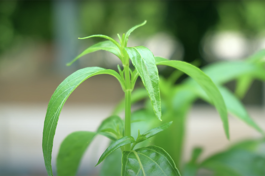 วิธีใช้ฟ้าทะลายโจรแบบไม่ใช่แคปซูล ปลูกเองได้ สร้างภูมิคุ้มกันให้ร่างกาย