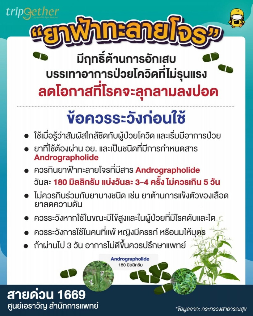 วิธีใช้ฟ้าทะลายโจรแบบไม่ใช่แคปซูล ปลูกเองได้ สร้างภูมิคุ้มกันให้ร่างกาย