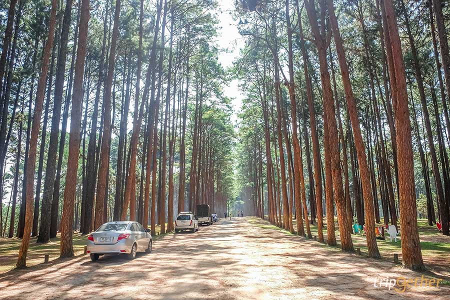 รวม 6 จุดเช็คอินป่าสน ที่หน้าฝนนี้ต้องไปรับความชุ่มฉ่ำ