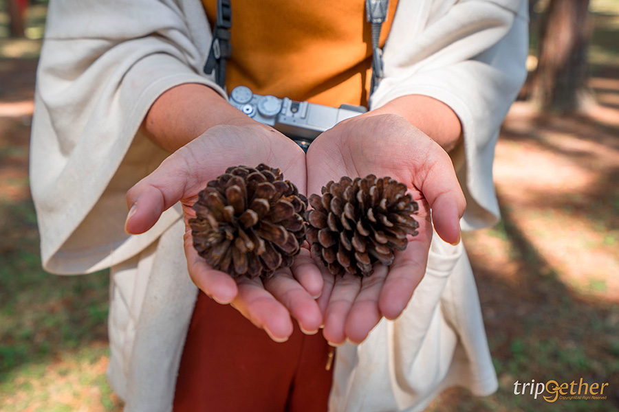 รวม 6 จุดเช็คอินป่าสน ที่หน้าฝนนี้ต้องไปรับความชุ่มฉ่ำ