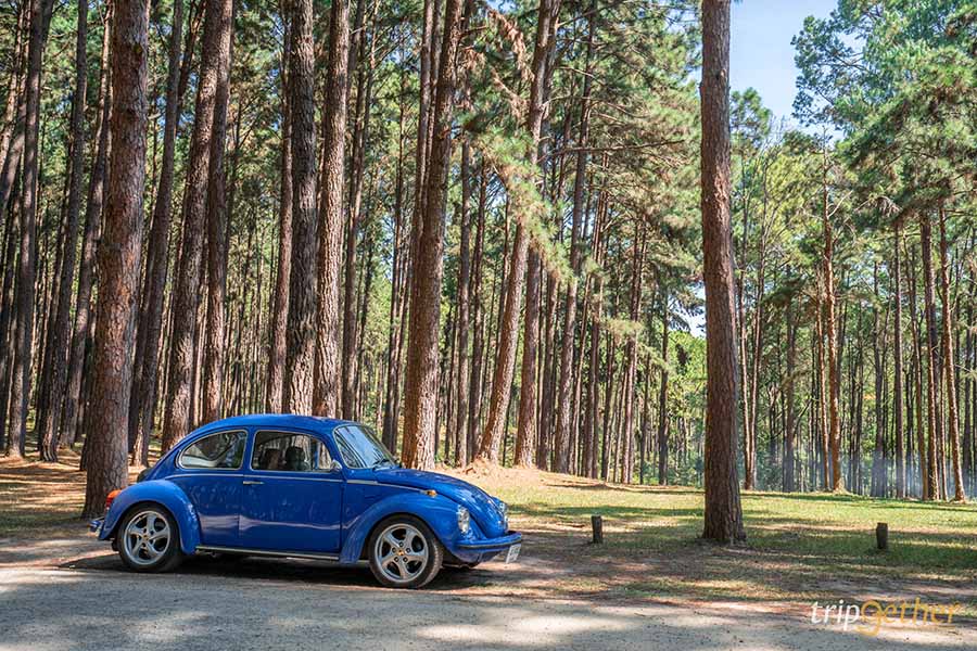 รวม 6 จุดเช็คอินป่าสน ที่หน้าฝนนี้ต้องไปรับความชุ่มฉ่ำ