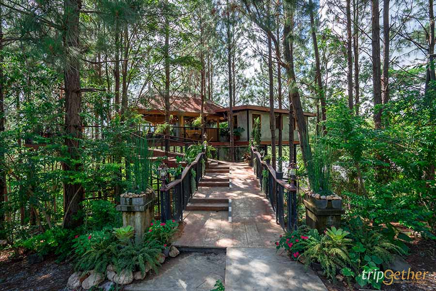 รวม 6 จุดเช็คอินป่าสน ที่หน้าฝนนี้ต้องไปรับความชุ่มฉ่ำ