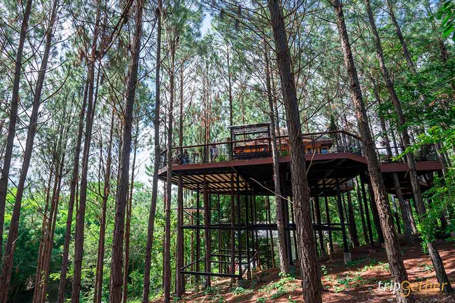 รวม 6 จุดเช็คอินป่าสน ที่หน้าฝนนี้ต้องไปรับความชุ่มฉ่ำ