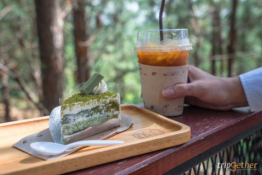 รวม 6 จุดเช็คอินป่าสน ที่หน้าฝนนี้ต้องไปรับความชุ่มฉ่ำ