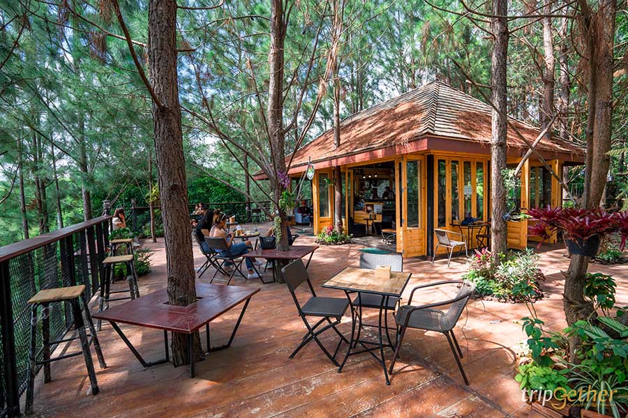 รวม 6 จุดเช็คอินป่าสน ที่หน้าฝนนี้ต้องไปรับความชุ่มฉ่ำ