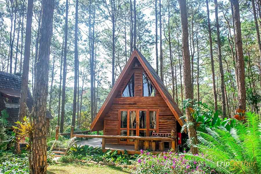 รวม 6 จุดเช็คอินป่าสน ที่หน้าฝนนี้ต้องไปรับความชุ่มฉ่ำ