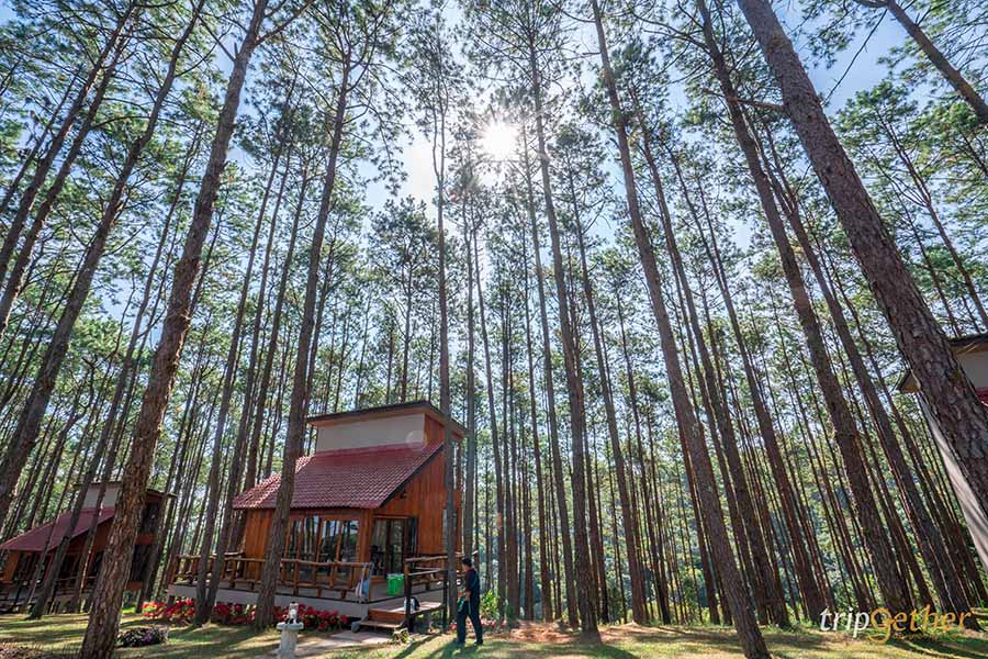 รวม 6 จุดเช็คอินป่าสน ที่หน้าฝนนี้ต้องไปรับความชุ่มฉ่ำ