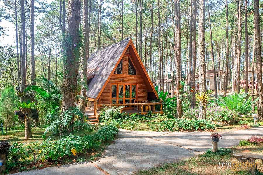 รวม 6 จุดเช็คอินป่าสน ที่หน้าฝนนี้ต้องไปรับความชุ่มฉ่ำ