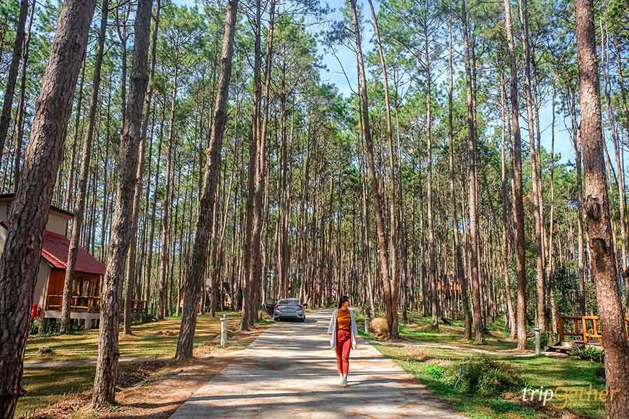 รวม 6 จุดเช็คอินป่าสน ที่หน้าฝนนี้ต้องไปรับความชุ่มฉ่ำ