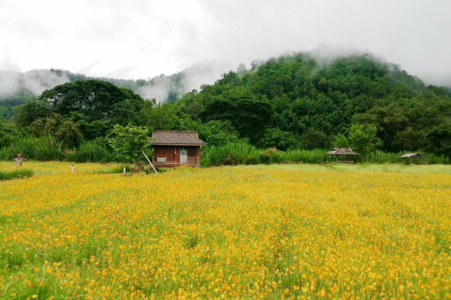 5 ที่พักกลางทุ่งนา หนีไปพักใจถ่ายรูปฟินช่วงกรีนซีซั่น!