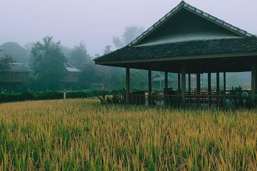 5 ที่พักกลางทุ่งนา หนีไปพักใจถ่ายรูปฟินช่วงกรีนซีซั่น!