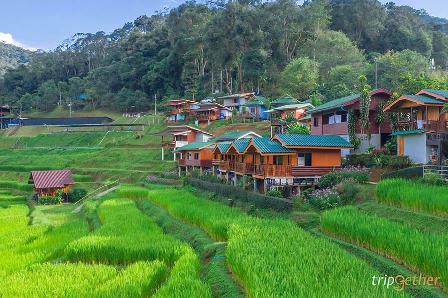 5 หมู่บ้านกลางป่า เชียงใหม่ หนีงานยุ่ง มุ่งไปเช่าป่าสักคืน