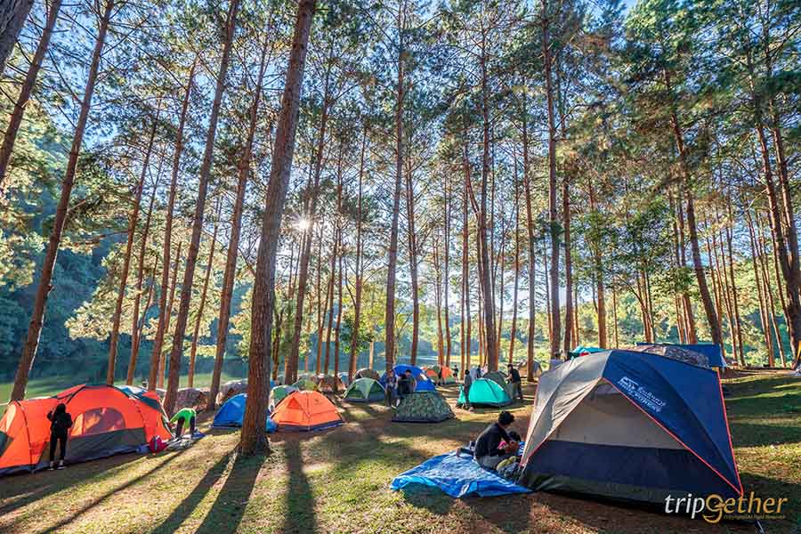 รวม 6 จุดเช็คอินป่าสน ที่หน้าฝนนี้ต้องไปรับความชุ่มฉ่ำ