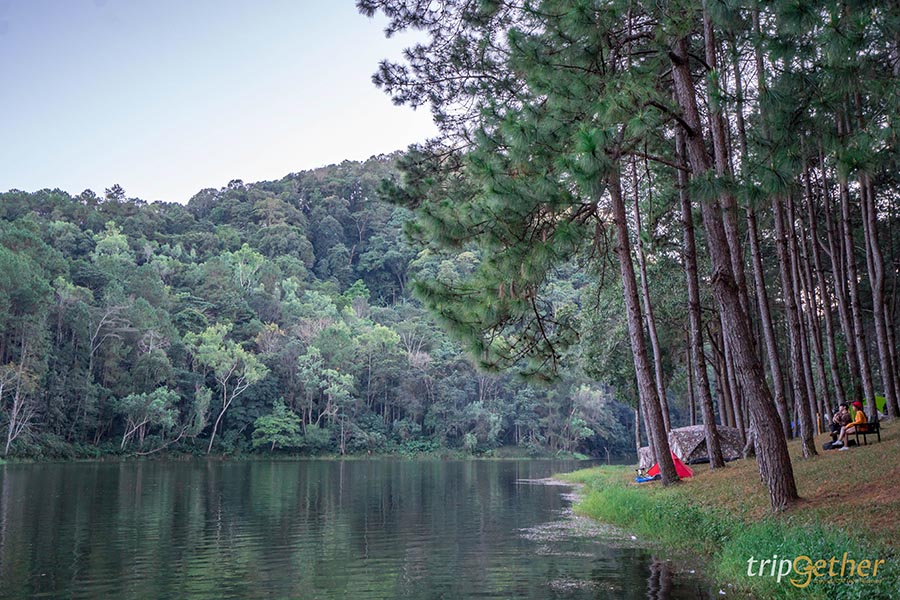 รวม 6 จุดเช็คอินป่าสน ที่หน้าฝนนี้ต้องไปรับความชุ่มฉ่ำ