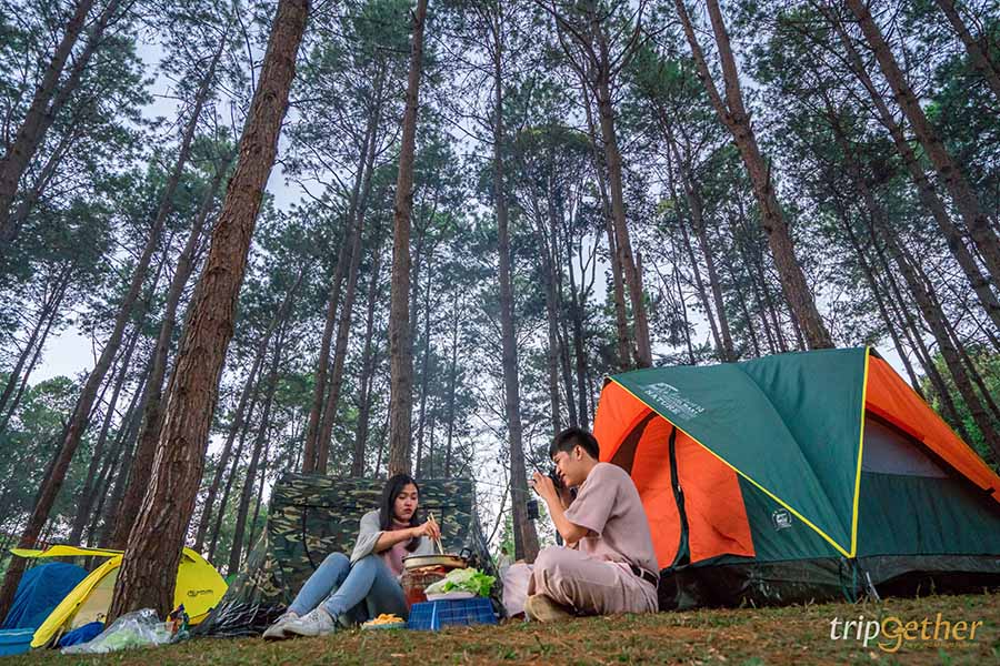 รวม 6 จุดเช็คอินป่าสน ที่หน้าฝนนี้ต้องไปรับความชุ่มฉ่ำ