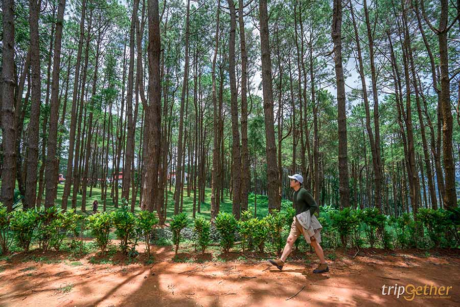 รวม 6 จุดเช็คอินป่าสน ที่หน้าฝนนี้ต้องไปรับความชุ่มฉ่ำ