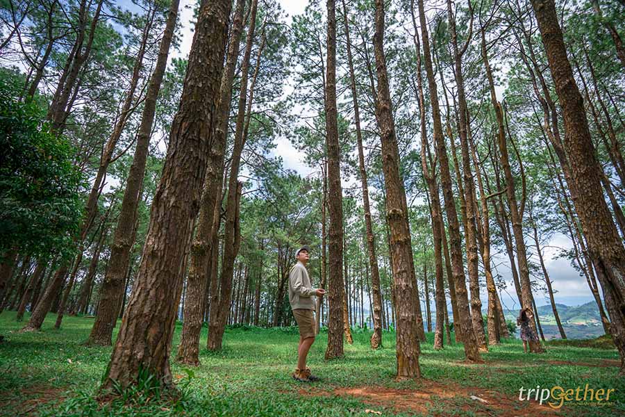 รวม 6 จุดเช็คอินป่าสน ที่หน้าฝนนี้ต้องไปรับความชุ่มฉ่ำ