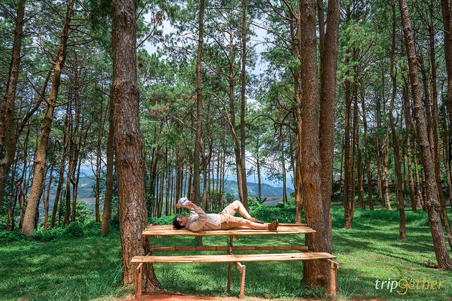 รวม 6 จุดเช็คอินป่าสน ที่หน้าฝนนี้ต้องไปรับความชุ่มฉ่ำ